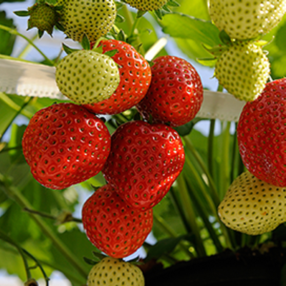Grün-Erdbeerpflanze 