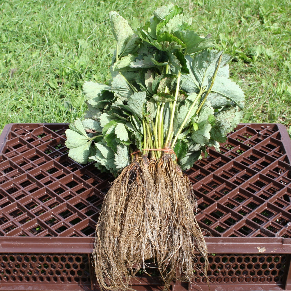 Diese Sorte liefert lange, hellrote, aromatische Erdbeeren mit länglicher Form und Ernte bis Herbst.