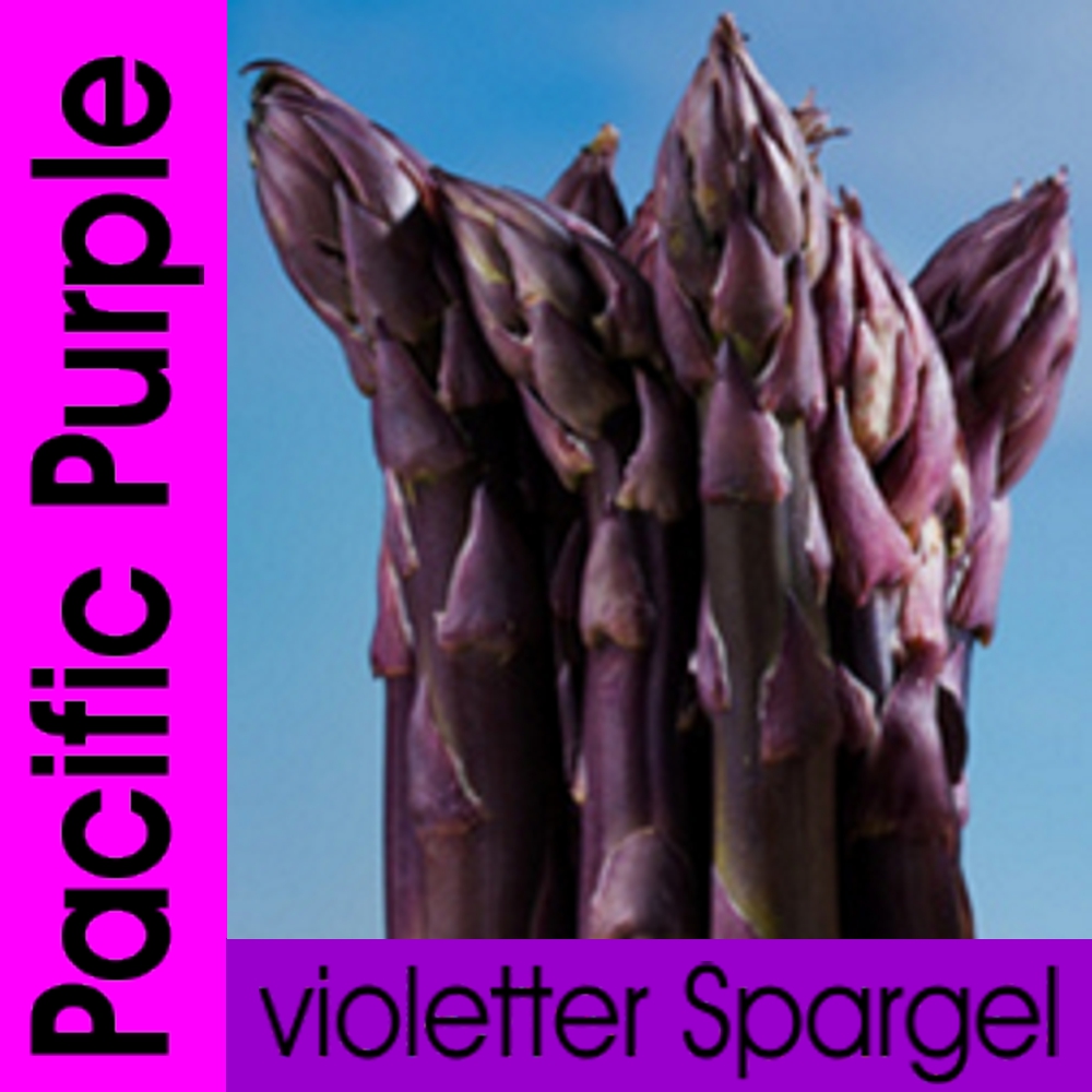 SPA PP.jpg Spargelpflanzen viol