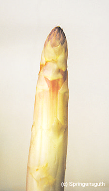 Der blaue Kopf am Spargel entsteht wenn er Sonnenlicht bekommt