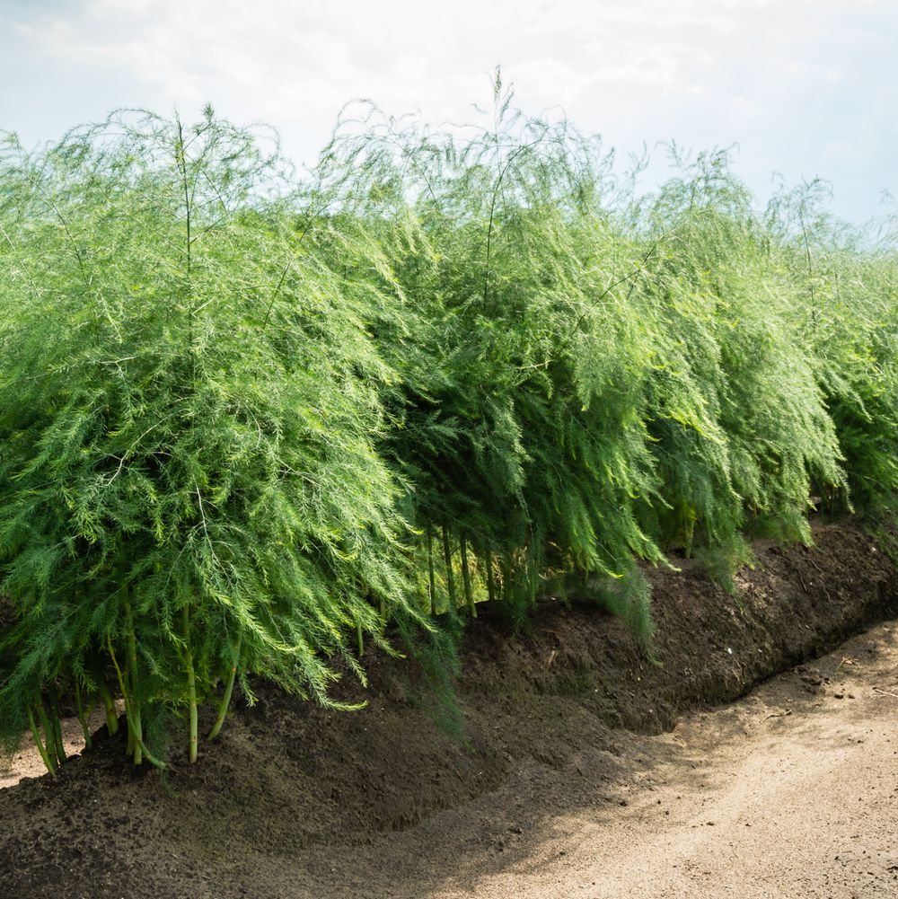 weißen, grünen und violetten Spargel als Spargelpflanzen bestellen und online kaufen 