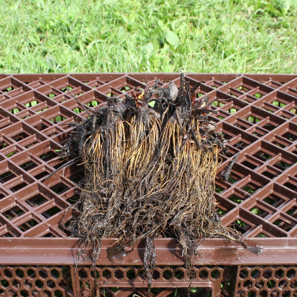 Diese Sorte liefert lange, hellrote, aromatische Erdbeeren mit länglicher Form und Ernte bis Herbst.